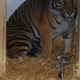 Illustration for article titled ZOMG BABY SUMATRAN TIGERS!!!